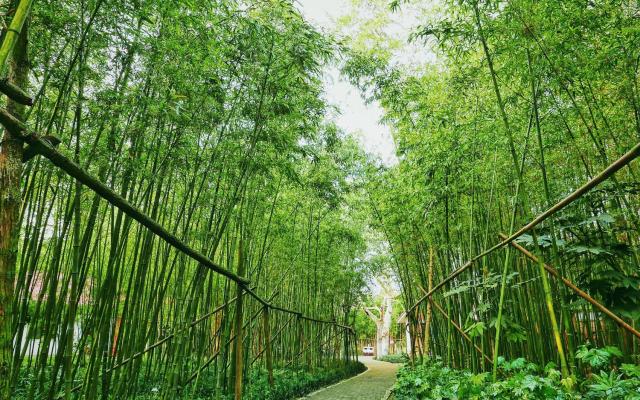 成都出發(fā)川南4日自駕：金口河大峽谷丨黑竹溝丨沐川竹海丨槽漁灘4日自駕