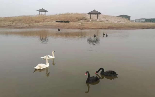 北京出發(fā)河北滄州2日自駕游：北塘古鎮(zhèn)、洋貨街、南大港濕地2日周末游