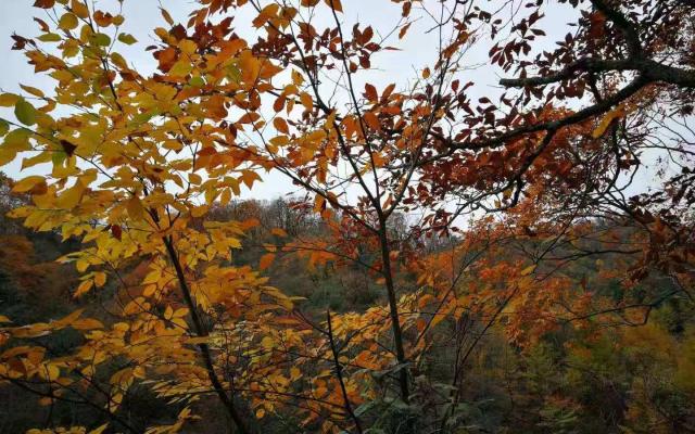 重慶周邊3日自駕游：光霧山-十八月潭-米倉山3日賞紅葉自駕游