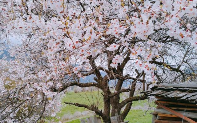 成都出發(fā)西藏桃花節(jié)：林芝桃花-波密桃花溝-新都橋-高城理塘-拉薩-羊湖11日自駕游